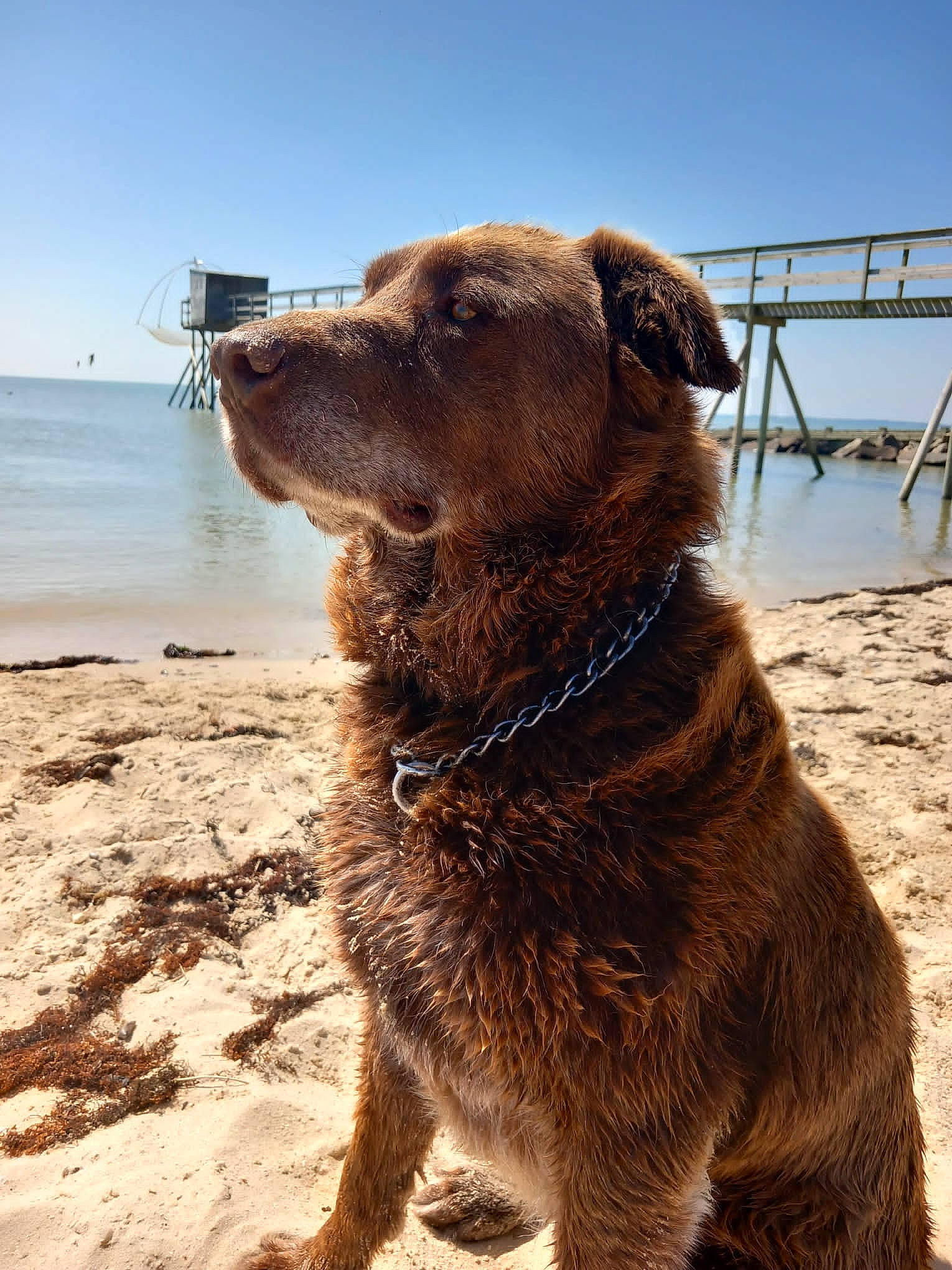 Lyrca participe au concours pour gagner de l'argent avec cette photo : beach, canidae, carnivore, collar, dog, dog_breed, dog_collar, fawn, gun_dog, hunting_dog, lake, landscape, liver, pet_supply, sky, snout, sporting_group, terrestrial_animal, water, working_animal