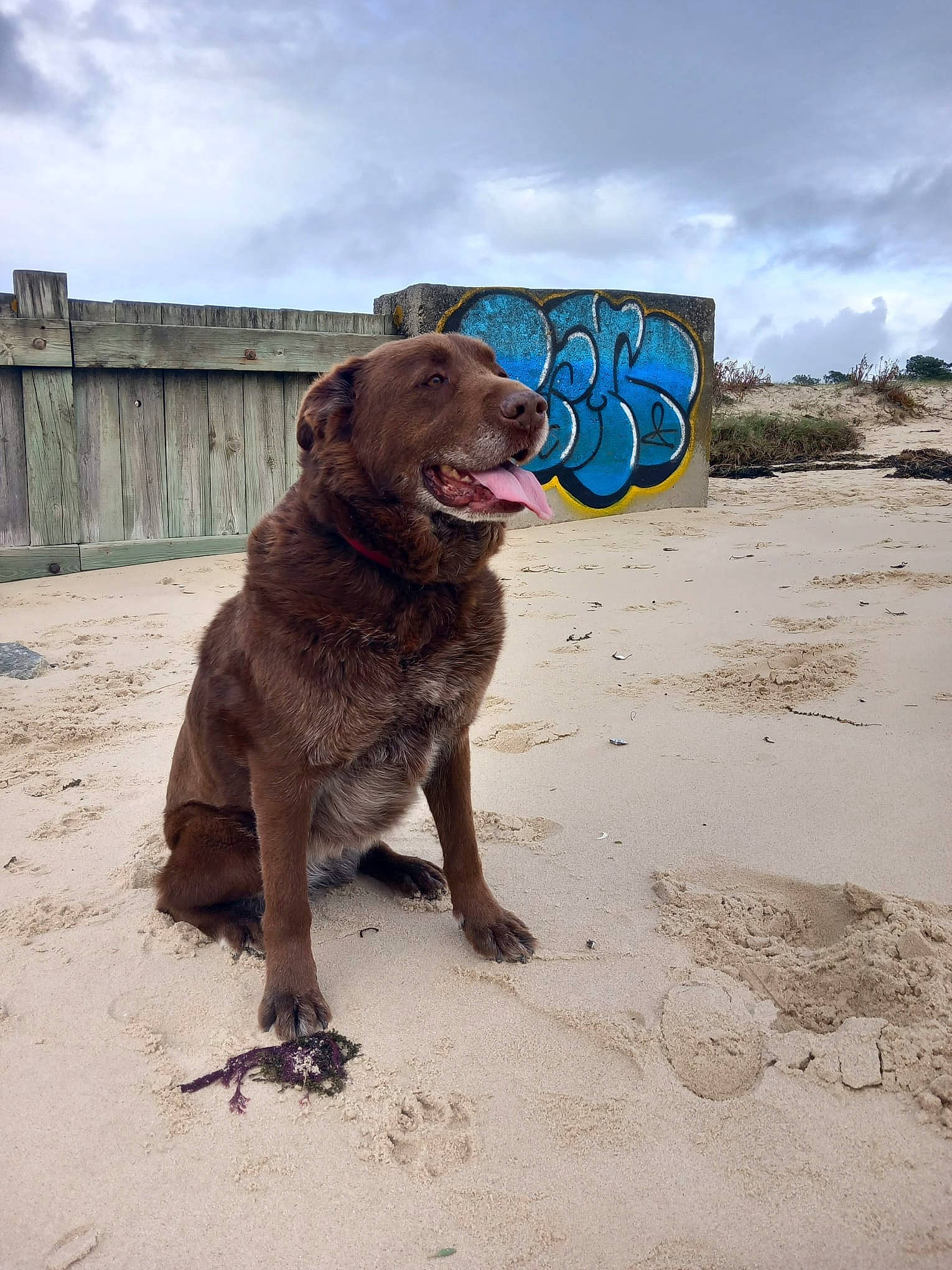 Lyrca a rejoint le concours — aidez-le/la à gagner de superbes lots ! beach, canidae, carnivore, cloud, companion_dog, dog, dog_breed, dog_collar, fawn, fun, gun_dog, hunting_dog, landscape, liver, ocean, sky, snout, sporting_group, terrestrial_animal, working_animal