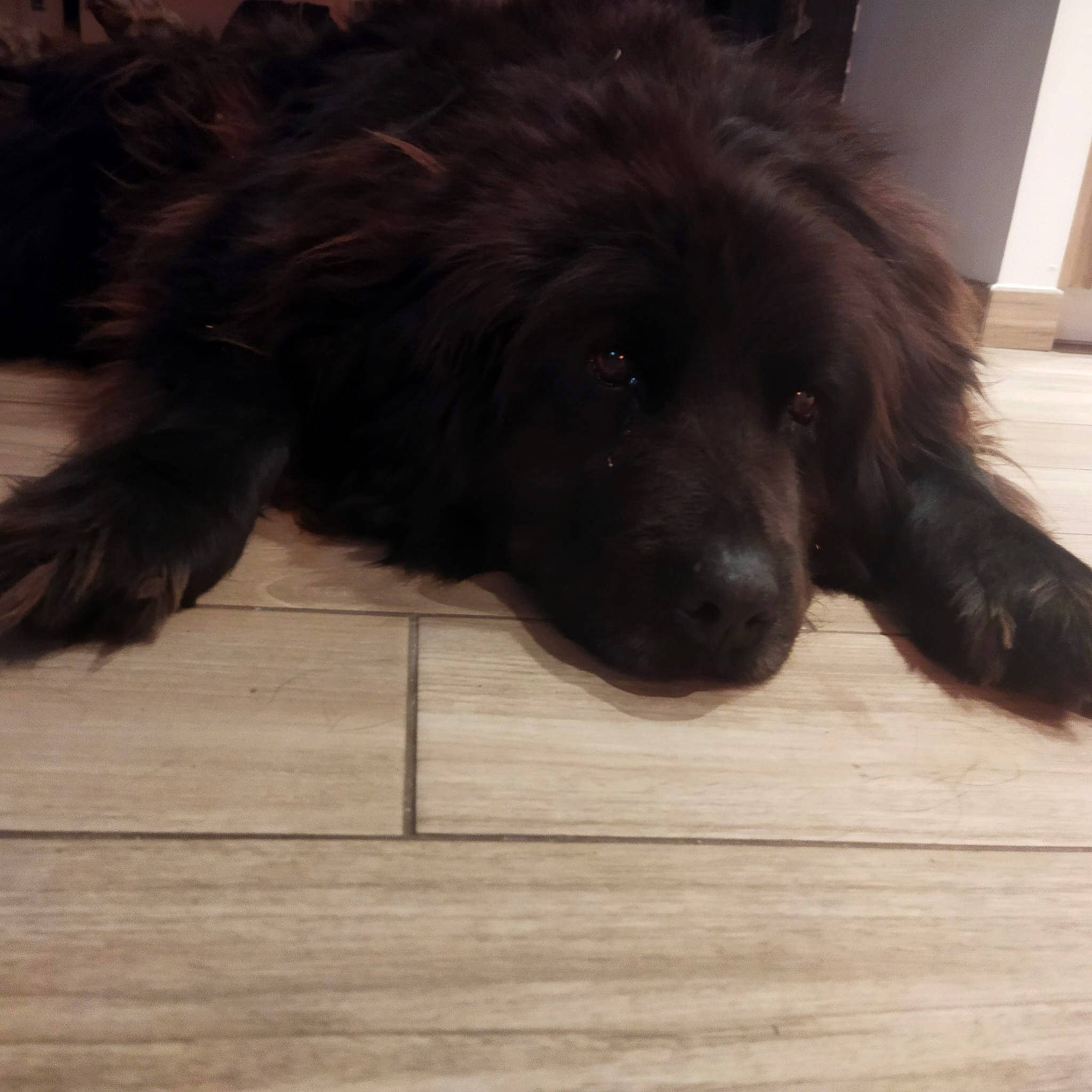 Galys participe au concours pour gagner de l'argent avec cette photo : canidae, carnivore, companion_dog, dog, dog_breed, estrela_mountain_dog, flooring, fur, gaddi_kutta, giant_dog_breed, hardwood, laminate_flooring, liver, plank, snout, sporting_group, tail, wood, wood_flooring, working_animal