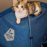 Gigi joined the competition — help win amazing prizes! animal, arcadia_trail, blue, calico, cat, closeup, curious, cute, ears, fabric, face, fur, indoor, kitten, looking, pattern, pet, resting, tent, whiskers