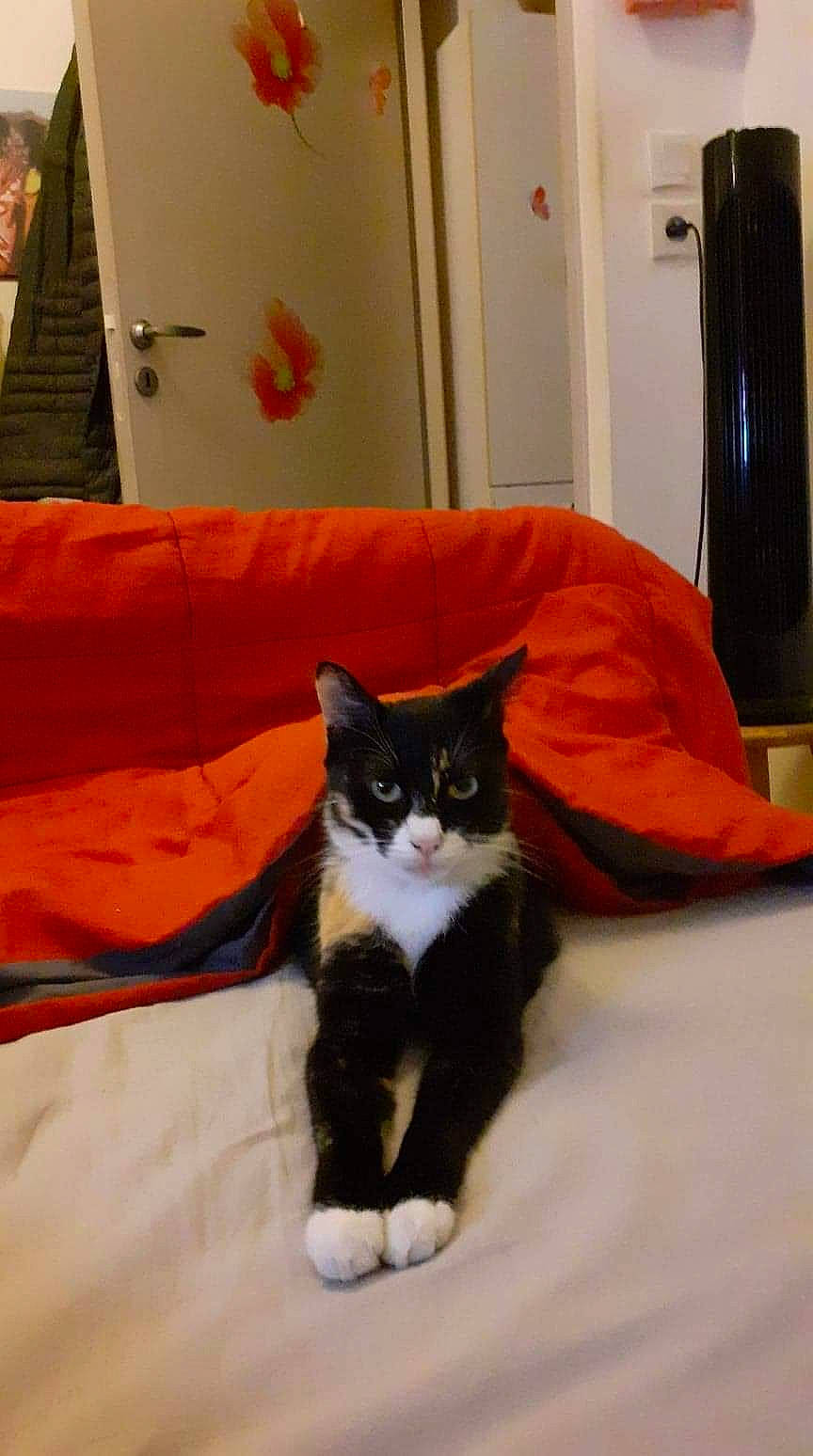 Rêveuse a rejoint le concours — aidez-le/la à gagner de superbes lots ! box, cardboard, carnivore, cat, cat_supply, comfort, domestic_short_haired_cat, felidae, flooring, fur, hardwood, orange, packaging_and_labeling, pet_supply, room, small_to_medium_sized_cats, snout, tail, whiskers, wood