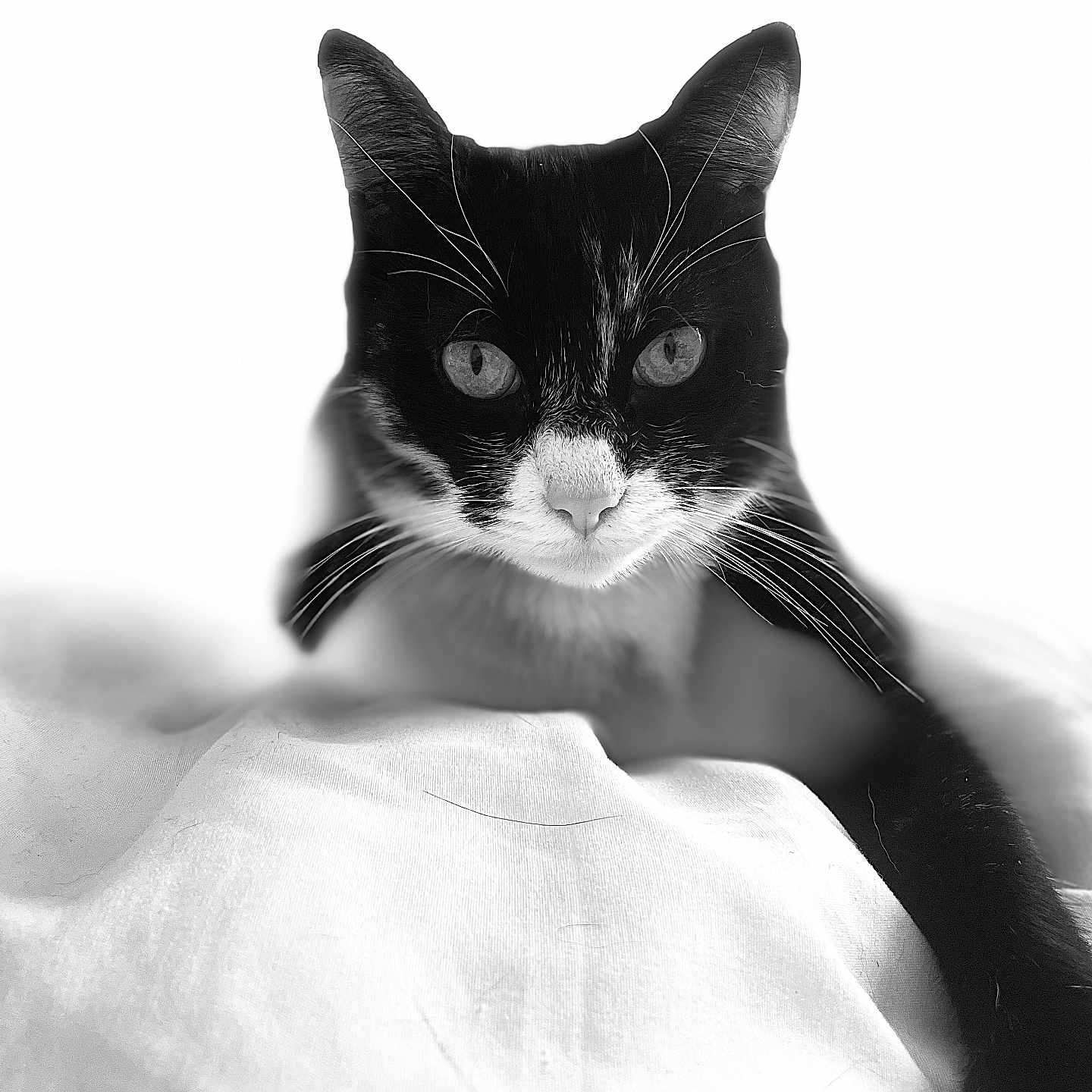 Rêveuse a rejoint le concours — aidez-le/la à gagner de superbes lots ! abyssinian, angora, animal, bed, blackcat, blanket, cat, face, furniture, head, kitten, manx, person, pet, photography, portrait, siamese, white