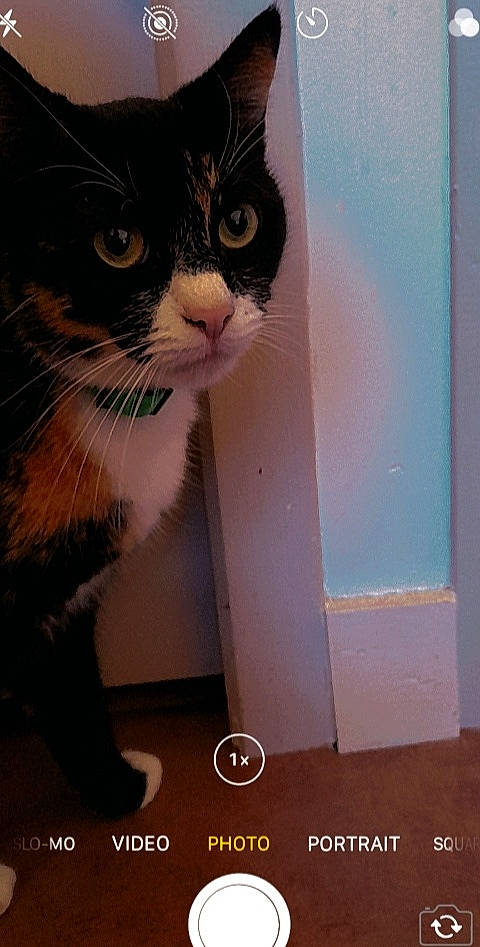 Rêveuse a rejoint le concours — aidez-le/la à gagner de superbes lots ! box, cardboard, carnivore, cat, domestic_short_haired_cat, door, eye, fawn, felidae, fur, head, human_leg, paw, small_to_medium_sized_cats, snout, stairs, tail, whiskers, window, wood