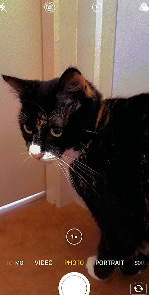 Rêveuse participe au concours pour gagner de l'argent avec cette photo : black_cat, carnivore, cat, comfort, domestic_short_haired_cat, felidae, flooring, fur, hardwood, small_to_medium_sized_cats, snout, tail, terrestrial_animal, whiskers