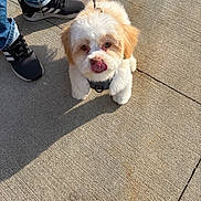 Bleu is registered to the contest to win money with this photo: puppy, dog, leash, sidewalk, concrete, shadow, footwear, sneakers, jeans, outdoor, pet, animal, cute, licking_nose, fluffy, small_dog, daylight, walking, playing, companion