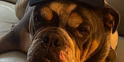 Bentley joined the competition — help win amazing prizes! bulldog, dog, pet, cap, hat, leather_couch, indoor, resting, animal, brown, white, closeup, portrait, cute, canine, face, fur, expression, domestic_animal, relaxed