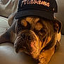 bulldog, dog, pet, cap, hat, leather_couch, indoor, resting, animal, brown, white, closeup, portrait, cute, canine, face, fur, expression, domestic_animal, relaxed