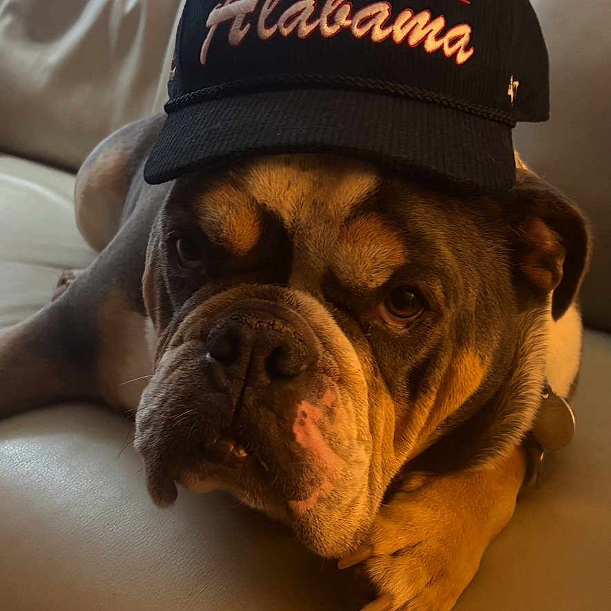 Bentley joined the competition — help win amazing prizes! animal, brown, bulldog, canine, cap, closeup, cute, dog, domestic_animal, expression, face, fur, hat, indoor, leather_couch, pet, portrait, relaxed, resting, white