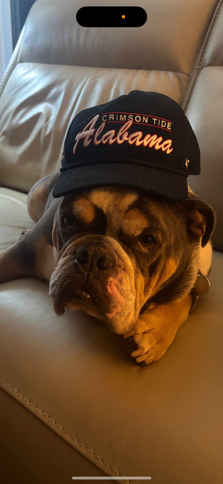 Bentley joined the competition — help win amazing prizes! bulldog, dog, pet, cap, hat, leather_couch, indoor, resting, animal, brown, white, closeup, portrait, cute, canine, face, fur, expression, domestic_animal, relaxed