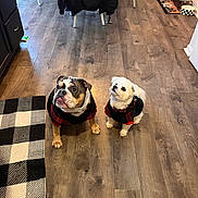 Bentley joined the competition — help win amazing prizes! dog, bulldog, small_dog, plaid_clothing, indoor, wooden_floor, rug, pet_bowls, jacket, chair, waiting, cute, looking_up, home, flooring, fur, animal, domestic_animal, two_animals, cozy