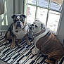 Bentley is registered to the contest to win money with this photo: bulldog, dog, indoor, rug, door, glass, window, snow, pet, animal, floor, collar, paw, fence, wood, light, shadow, cute, companion, domestic
