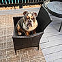 Bentley is registered to the contest to win money with this photo: bulldog, dog, pet, chair, wicker, porch, outdoor, fence, rug, floor, wood, animal, seated, looking, collar, tag, expression, companion, domestic, cute