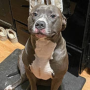 Axel joined the competition — help win amazing prizes! dog, indoor, pet, gray, white, mat, floor, wood_floor, towel, slippers, cabinet, portrait, sitting, animal, canine, household, calm, looking_at_camera, domestic, companion