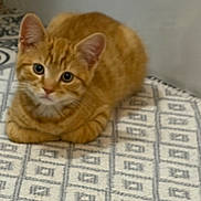 Molly joined the competition — help win amazing prizes! animal, blanket, cat, curious, cute, ears, face, feline, fur, indoor, kitten, lying_down, orange_cat, pattern, pet, resting, small, tabby, whiskers, young