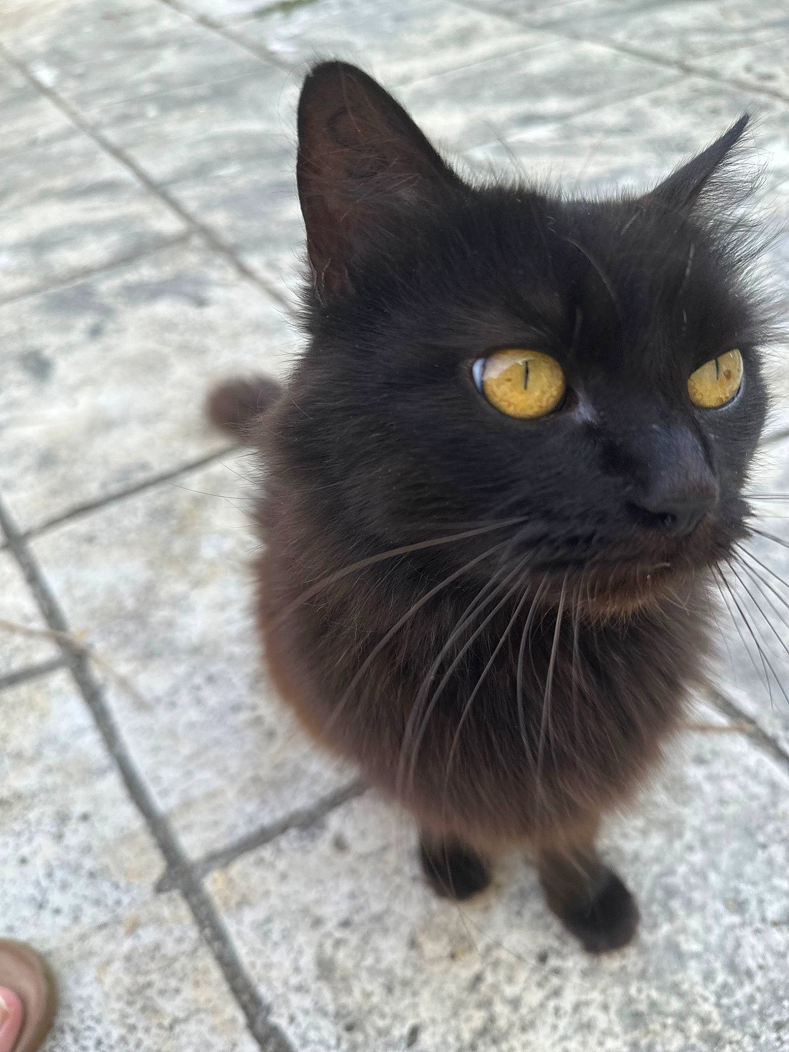 Swahili participe au concours pour gagner de l'argent avec cette photo : black_cat, bombay, carnivore, cat, domestic_short_haired_cat, felidae, flooring, fur, road_surface, small_to_medium_sized_cats, snout, tail, terrestrial_animal, whiskers