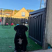Alphy a rejoint le concours — aidez-le/la à gagner de superbes lots ! animal, backyard, black_dog, blue_sky, curious, cute, daylight, dog, fur, garden_furniture, green_carpet, home, outdoor, pet, playful, puppy, sitting, small_dog, white_patch, young_dog