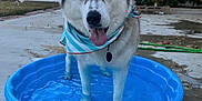 Forres joined the competition — help win amazing prizes! animal, backyard, bandana, blue_pool, canine, concrete, dog, flower, greenery, happy, husky, outdoor, pet, playful, portrait, summer, sunlight, tongue_out, tree, water