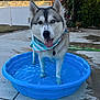 Forres joined the competition — help win amazing prizes! dog, husky, blue_pool, water, bandana, tongue_out, outdoor, backyard, concrete, sunlight, greenery, tree, flower, pet, animal, playful, summer, canine, happy, portrait