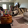 dog, husky, birthday_cake, candles, strawberries, tablecloth, indoor, pet, animal, celebration, food, dessert, colorful, pattern, laying, waiting, collar, domestic_animal, cake, holiday