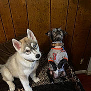 Forres is registered to the contest to win money with this photo: dog, puppy, husky, small_dog, pet_clothing, indoor, blanket, leopard_print, wood_paneling, curious, sitting, cute, animal, fur, collar, cozy, companion, domestic_animal, furry, house_pet