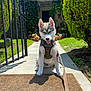 Forres is registered to the contest to win money with this photo: dog, puppy, husky, leash, harness, doormat, sidewalk, grass, bush, gate, potted_plants, sunlight, outdoor, garden, house, pathway, pet, animal, cute, sitting