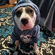 Barbara joined the competition — help win amazing prizes! dog, hoodie, pet, indoor, carpet, blue, white, brown, pattern, floor, cute, animal, portrait, sitting, looking_up, clothing, canine, domestic_animal, household, casual