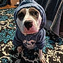 dog, hoodie, pet, indoor, carpet, blue, white, brown, pattern, floor, cute, animal, portrait, sitting, looking_up, clothing, canine, domestic_animal, household, casual