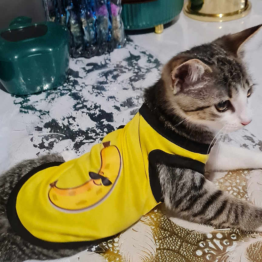 Kitty participe au concours pour gagner de l'argent avec cette photo : accessories, animal, bag, cat, face, flower, flowerarrangement, flowerbouquet, head, jar, person, pet, petal, photography, plant, portrait, pottedplant, pottery, purple, vase