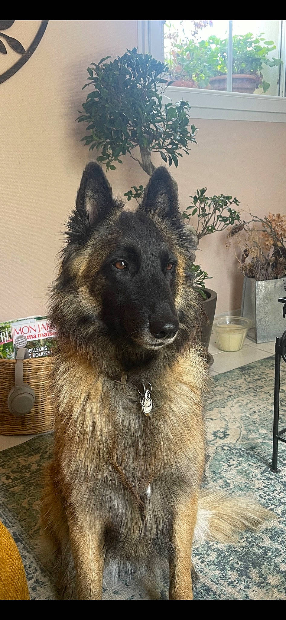 Rhea a rejoint le concours — aidez-le/la à gagner de superbes lots ! carnivore, companion_dog, dog, dog_breed, dog_collar, east_european_shepherd, flowerpot, fur, german_shepherd_dog, giant_dog_breed, herding_dog, houseplant, king_shepherd, lamp, old_german_shepherd_dog, plant, snout, tree, working_animal, working_dog