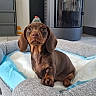 Bonie participe au concours pour gagner de l'argent avec cette photo : animal, brown_dog, cozy, cute, dachshund, dog, domestic_animal, ears, floor, furniture, home_interior, indoor, looking_up, pet_bed, puppy, resting, small_dog, stove, tile_floor, young_dog