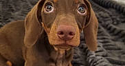 Bonie a rejoint le concours — aidez-le/la à gagner de superbes lots ! animal, blanket, brown, companion, cozy, cute, dachshund, dog, domestic_animal, ears, eyes, fur, indoor, looking_up, nose, pet, portrait, puppy, small_dog, young_dog