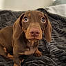 animal, blanket, brown, companion, cozy, cute, dachshund, dog, domestic_animal, ears, eyes, fur, indoor, looking_up, nose, pet, portrait, puppy, small_dog, young_dog