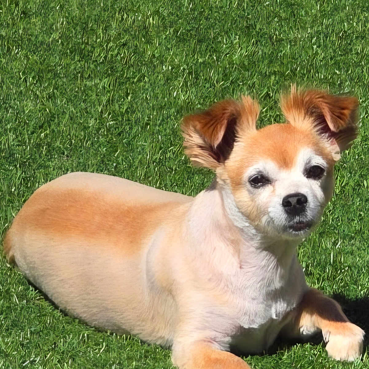 Simba joined the competition — help win amazing prizes! animal, canine, cute, daylight, dog, ears, fur, grass, groomed, lawn, mammal, nature, outdoor, park, pet, relaxed, resting, small_dog, summer, sunlight