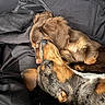 dog, sleeping, snuggling, cozy, blanket, fur, closeup, brown, black, pet, animal, resting, companion, friendship, indoors, cute, relaxation, nose, ears, peaceful