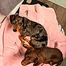 dog, dachshund, puppy, pet, animal, brown_dog, merle_dog, heterochromia, towel, pink_towel, floor, indoor, cute, lying_down, looking_up, fur, ears, small_dog, companion, cozy