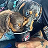 dog, puppy, blue_eyes, brown_fur, black_cup, car_seat, hand, tattoo, bat_tattoo, close_up, snout, sharing, cute, curious, animal, pet, companion, friendship, indoor, holding