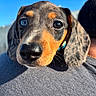 Kozmo joined the competition — help win amazing prizes! dog, puppy, close_up, dachshund, blue_eye, brown_eye, outdoor, sky, human_shoulder, fur, whiskers, portrait, animal, pet, cute, head, ears, snout, young, sunlight