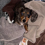 Kozmo is registered to the contest to win money with this photo: puppy, dog, towels, blankets, cozy, indoor, cute, pet, heterochromia, brown, black, white, fur, ears, nose, paw, fabric, resting, comfort, animal