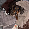 puppy, dog, towels, blankets, cozy, indoor, cute, pet, heterochromia, brown, black, white, fur, ears, nose, paw, fabric, resting, comfort, animal