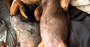Kozmo is registered to the contest to win money with this photo: dog, puppy, dachshund, sleeping, lying_down, bed, blanket, cozy, cute, pet, animal, snuggling, relaxing, collar, indoor, fur, brown, black, playful, companion