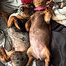dog, puppy, dachshund, sleeping, lying_down, bed, blanket, cozy, cute, pet, animal, snuggling, relaxing, collar, indoor, fur, brown, black, playful, companion