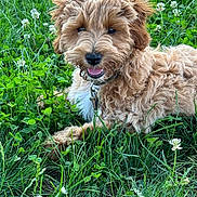 Gizmo is registered to the contest to win money with this photo: dog, puppy, grass, outdoor, nature, flower, clover, greenery, pet, cute, happy, fur, animal, canine, laying_down, summer, playful, tongue_out, close_up, field
