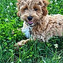 dog, puppy, grass, outdoor, nature, flower, clover, greenery, pet, cute, happy, fur, animal, canine, laying_down, summer, playful, tongue_out, close_up, field