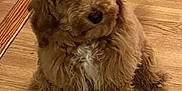 Gizmo is registered to the contest to win money with this photo: dog, brown, curly_fur, puppy, indoor, wooden_floor, pet, cute, fur, sitting, animal, companion, canine, white_patch, flooring, home, domestic, looking_away, small_dog, fluffy