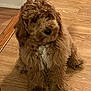 dog, brown, curly_fur, puppy, indoor, wooden_floor, pet, cute, fur, sitting, animal, companion, canine, white_patch, flooring, home, domestic, looking_away, small_dog, fluffy