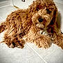 Gizmo is registered to the contest to win money with this photo: dog, brown, curly_fur, fluffy, pet, indoor, floor, tile, animal, cute, relaxed, lying_down, looking_up, fur, canine, companion, domestic, mammal, friendly, curious
