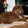 Gizmo joined the competition — help win amazing prizes! dog, brown_dog, curly_fur, lying_down, rug, fireplace, nutcracker, decorations, candles, wooden_floor, indoor, cozy, holiday_decor, white_patch, pet, fur, animal, home, relaxed, christmas