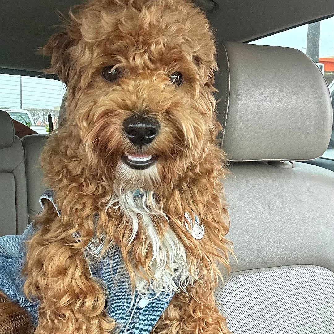 Gizmo is registered to the contest to win money with this photo: animal, brown_fur, canine, car_interior, close_up, companion, curly_hair, cute, denim_vest, dog, domestic_animal, friendly, fur, happy, headrest, mammal, pet_bed, seat, seated, window