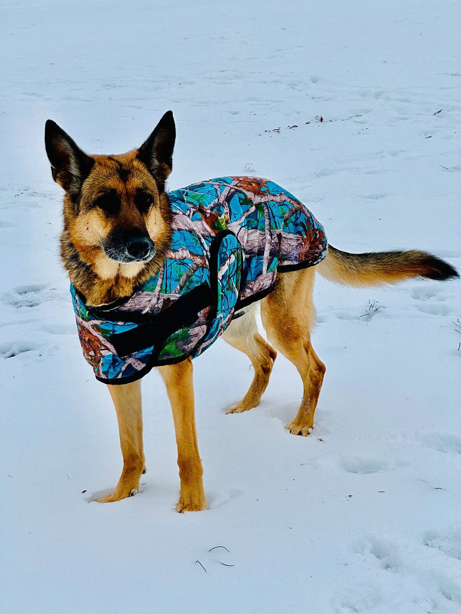 Mavis joined the competition — help win amazing prizes! art, canidae, carnivore, companion_dog, dog, dog_breed, dog_clothes, dog_supply, fashion_accessory, fawn, freezing, fur, herding_dog, snout, snow, sporting_group, terrestrial_animal, walking, working_animal, working_dog