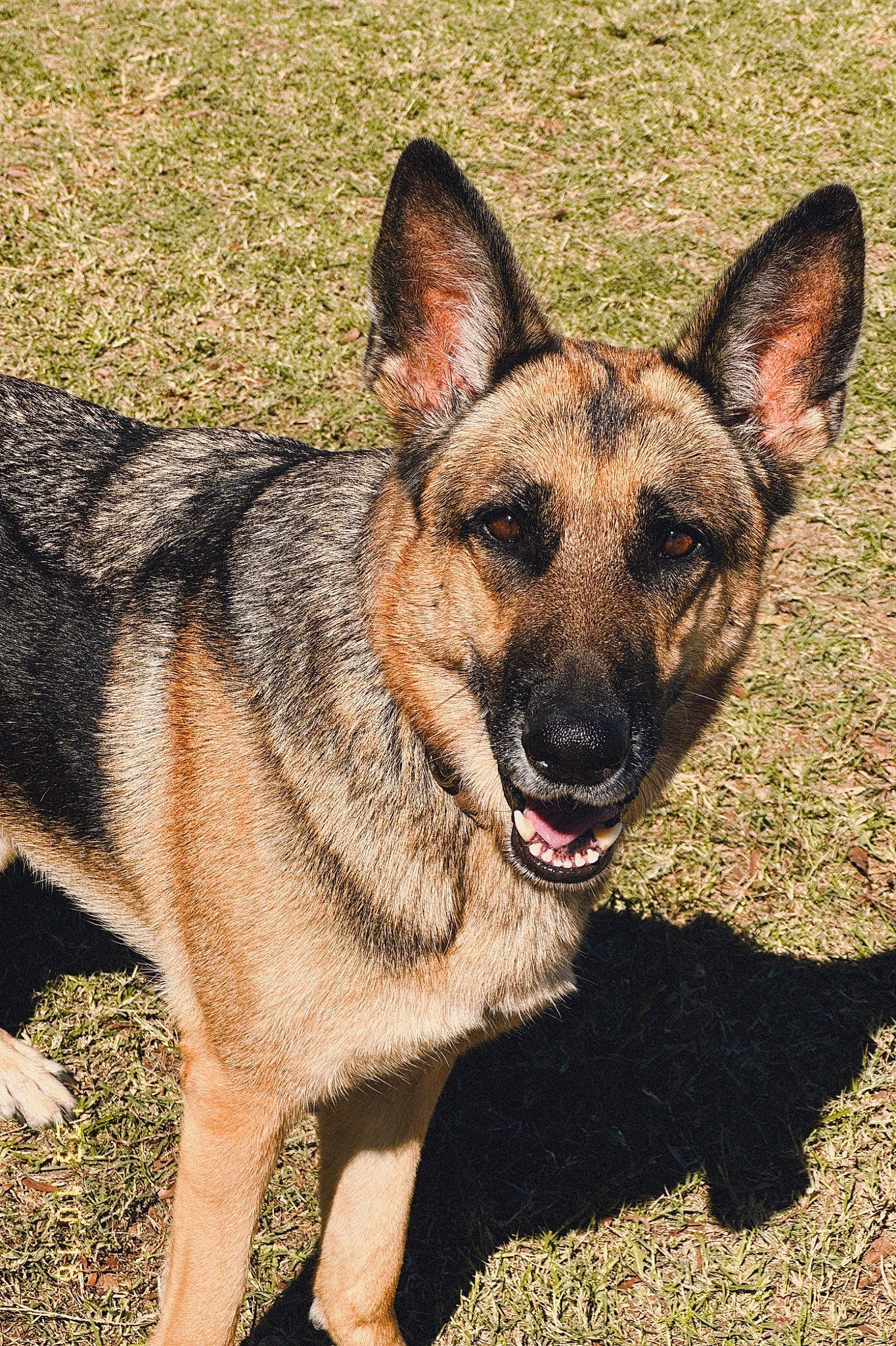Mavis joined the competition — help win amazing prizes! canidae, carnivore, companion_dog, dog, dog_breed, dog_supply, east_european_shepherd, fawn, fur, german_shepherd_dog, grass, herding_dog, snout, sporting_group, terrestrial_animal, working_animal, working_dog